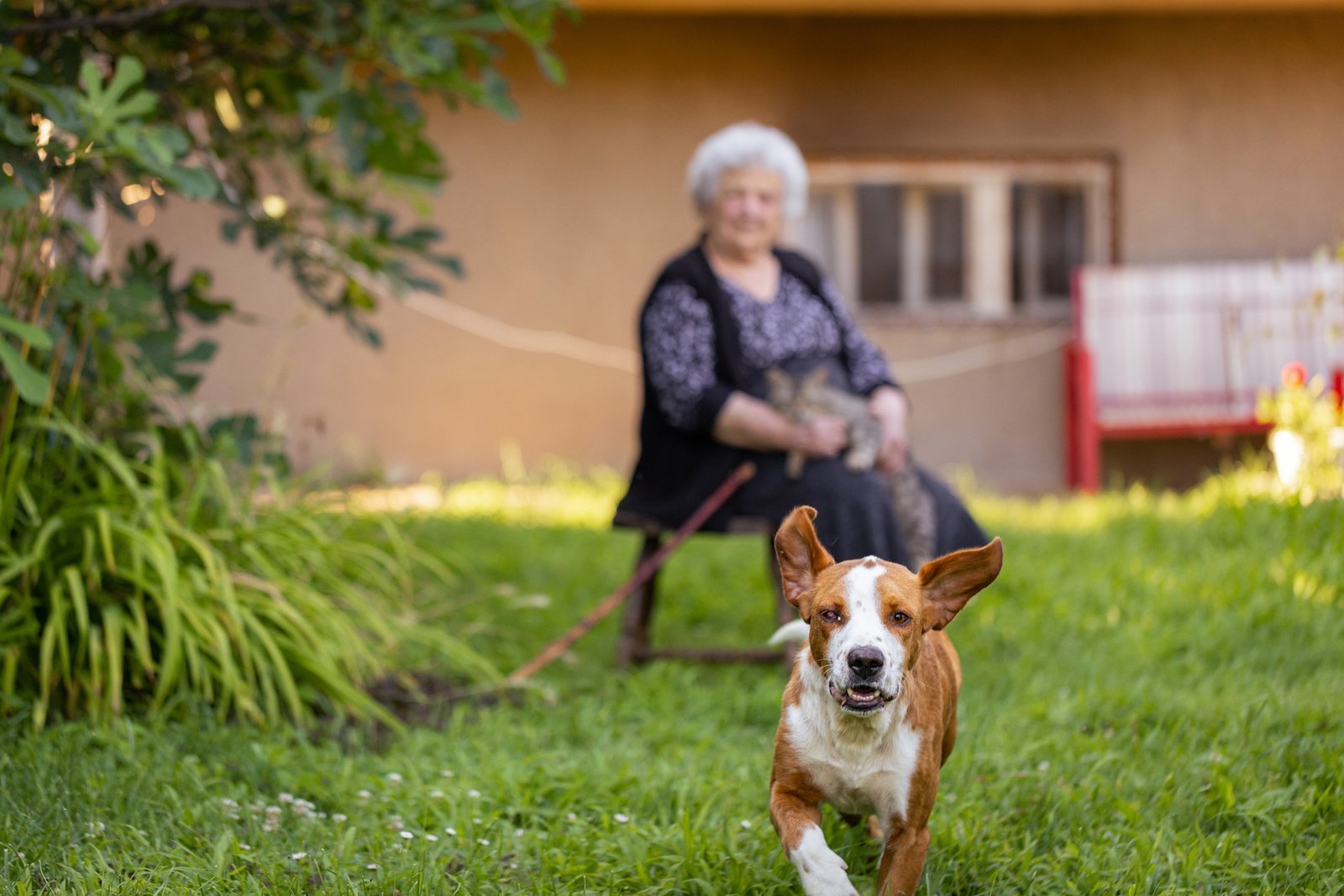 sitzende Seniorin wirft einem Hund ein Stoeckchen. 