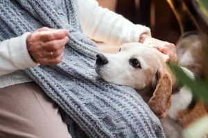 Haustiere für Senioren: Treue Begleiter im Alltag