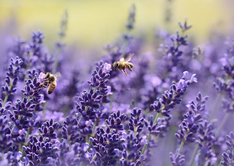 Bienen suchen Nektar bei Lavendelblumen. 